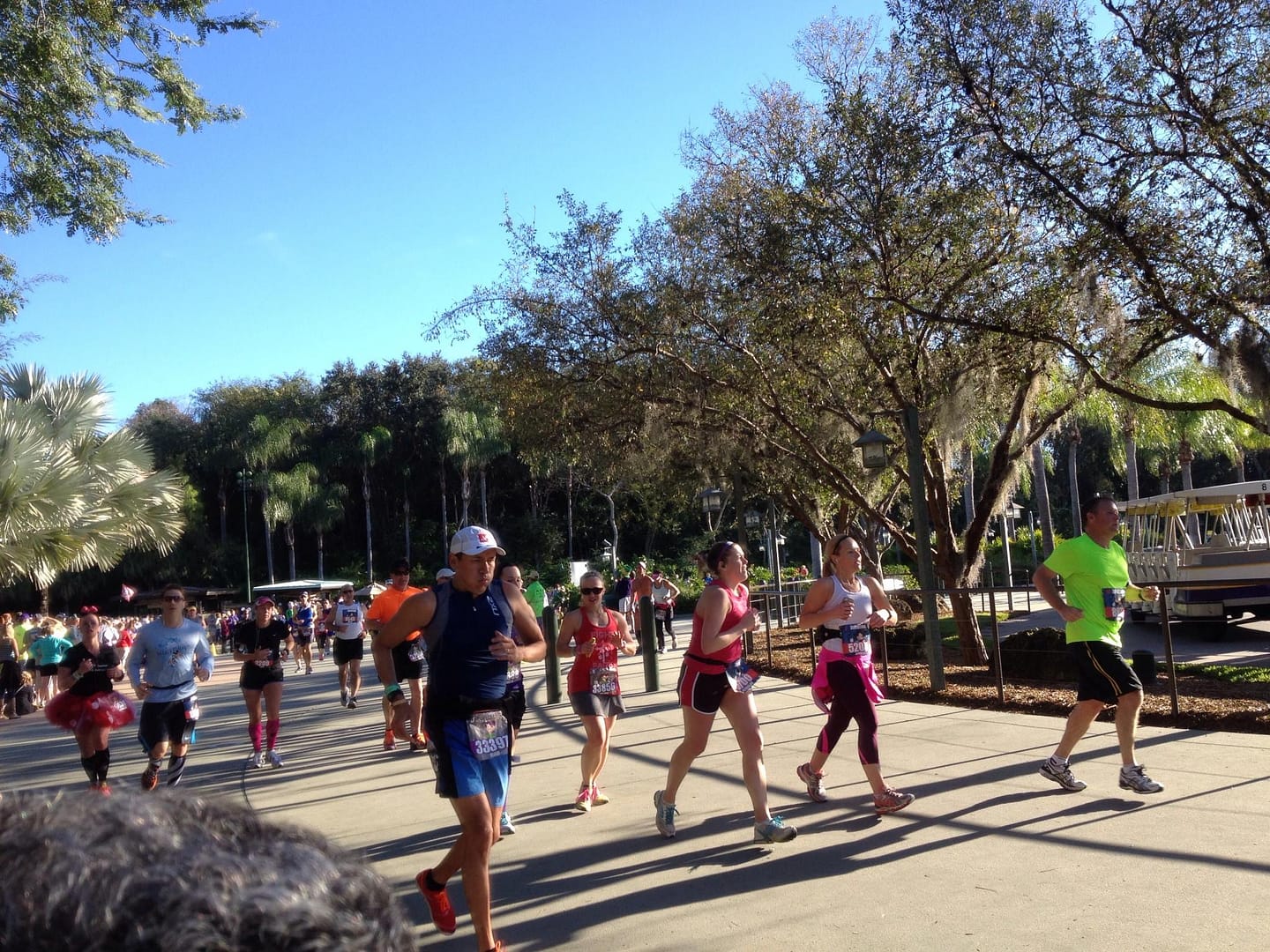 runners line the streets of Disney's Animal Kingdom under a bright blue sky