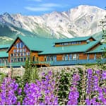 Blue sky above the snow covered top of Denali. Denali Grande Lodge's green roofs against Denali with purple flowers in the foreground.