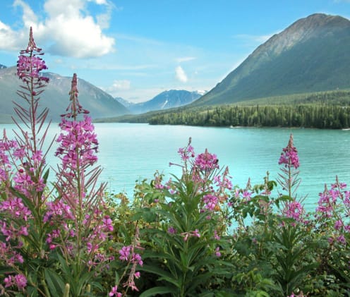 Glacier water surrounded by wildflowers, green mountains and blue skys