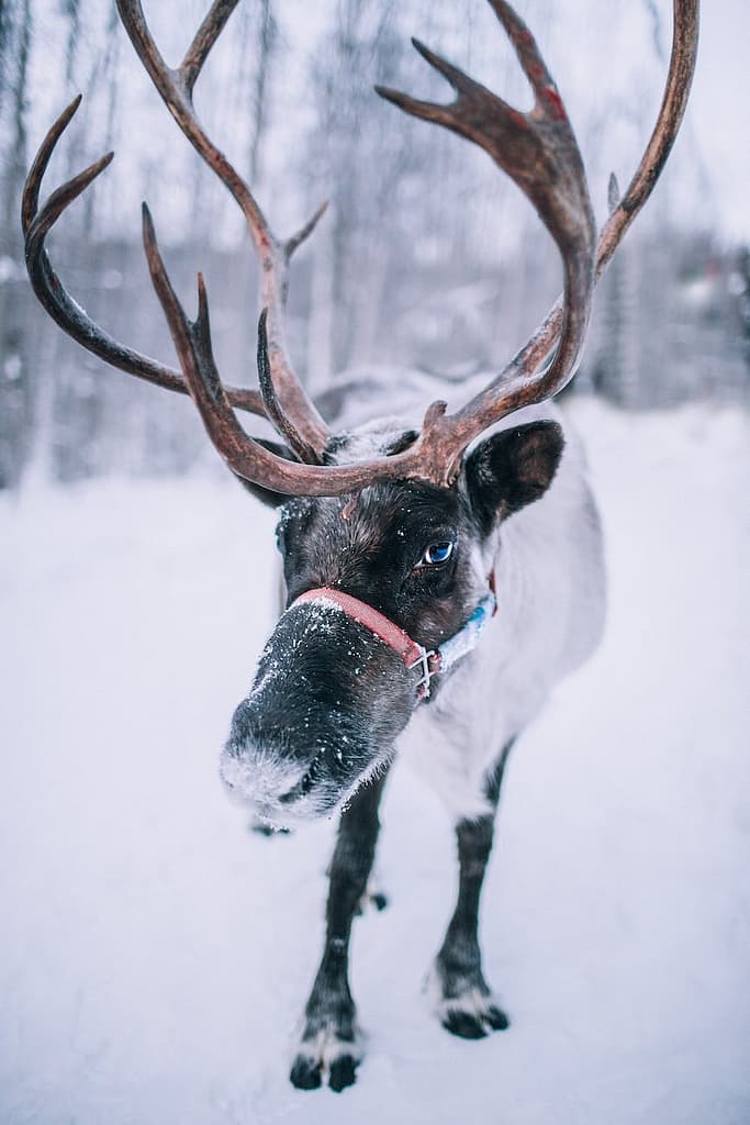 close up view of a reindeer standing on snowy ground