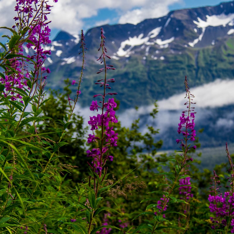 snow capped mountains with purple flowers in the foreground.